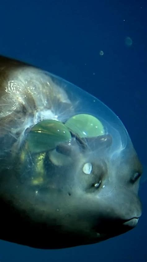 pacific barreleye fish|Barreleye fish: The deep.